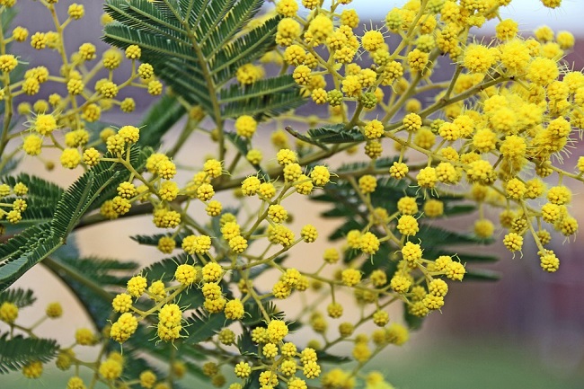 mimose