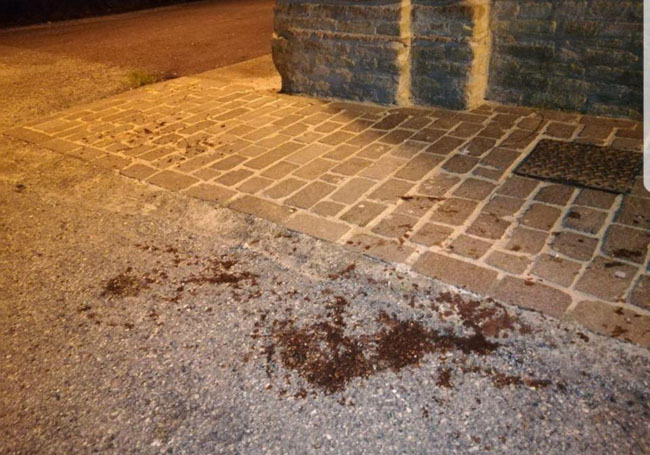 Molviano di Campli uccisa cagnolina