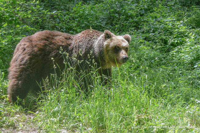 Abruzzo, Orso Marsicano muore durante la cattura