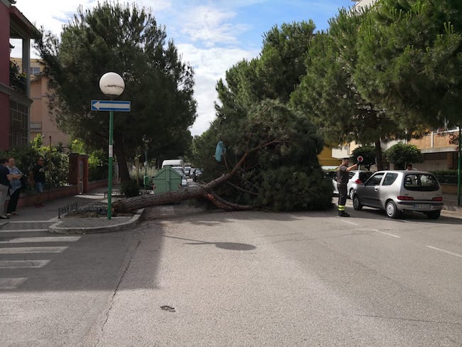 albero caduto via Regina Margherita Pescara