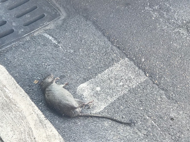 ratti via D'Avalos Pescara