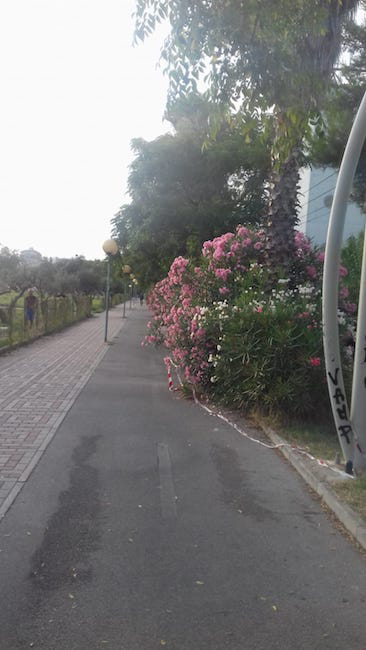 verde sulla pista ciclabile strada parco