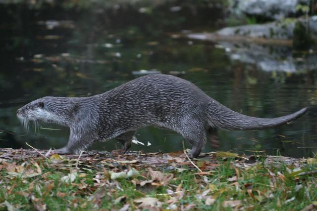 lontra al Parco Nazionale d'Abruzzo