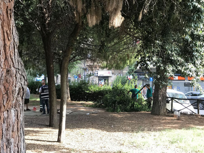 rimozione siepi Pescara