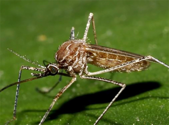 zanzara culex pipiens