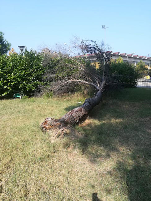 albero caduto