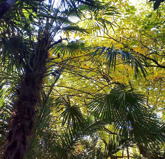 parco dei ligustri autunno 2018