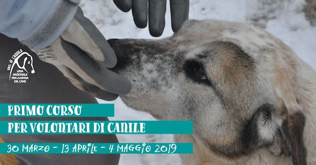 lndc aq corso volontari
