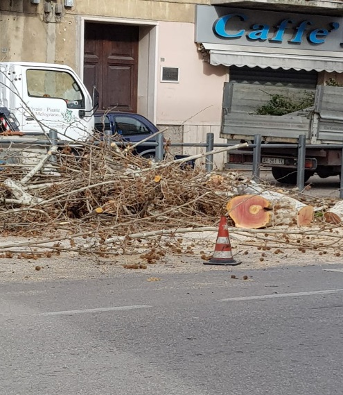 taglio platano Ppescara