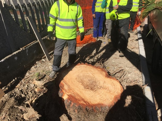 tronco pino Montesilvano