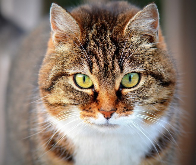 gatto occhi verdi
