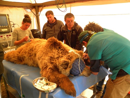 operazione orso bruno