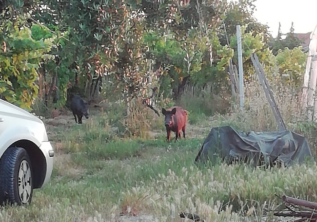 cinghiali Ortona
