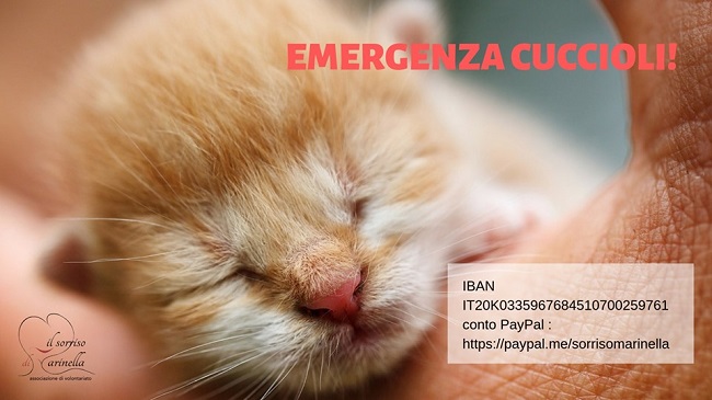 emergenza cuccioli