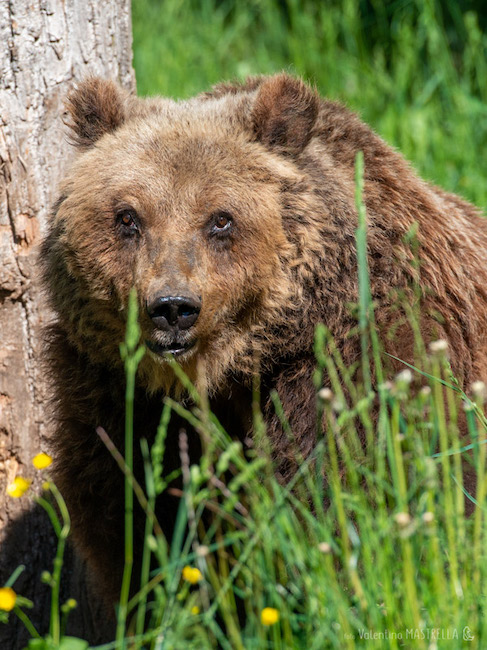 orsa yoga centro visite Pescasseroli