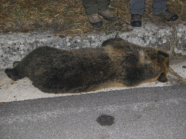 orsa rionero sannitico