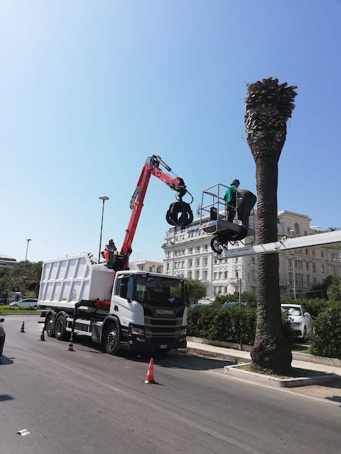 rimozione palme secche riviera nord