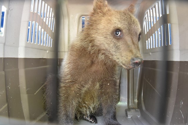 cucciolo di orso