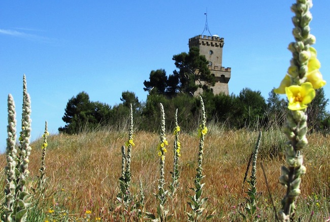 verbasco del gargano