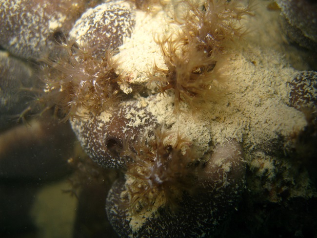 Torre Cerrano, un ricco programma dienti domenicali Torre Cerrano, un ricco programma dienti domenicali