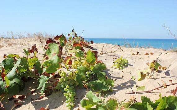 vite selvatica spiaggia borsacchio