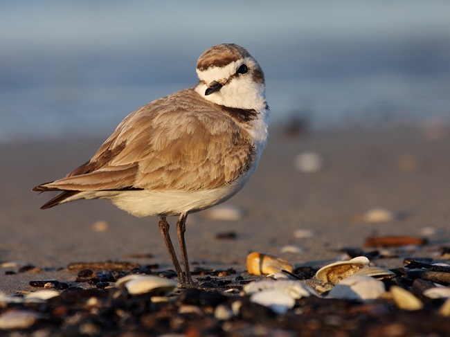 Fratino (foto Davide Ferretti)