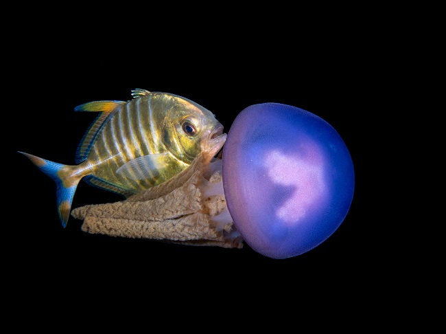 edizione di “See in the Sea International Underwater Photocontest OrtonAmare 2019” edizione di “See in the Sea International Underwater Photocontest OrtonAmare 2019”