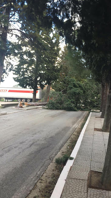 abbattimento cipressi