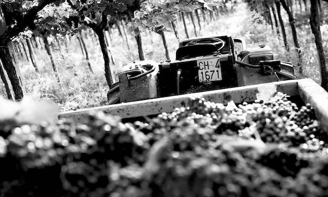 trebbiatura cantina tollo