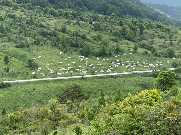 mandria bovini abusiva