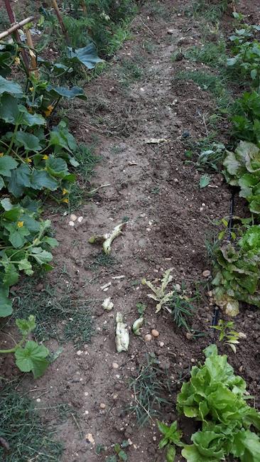 colture rovinate dai cinghiali