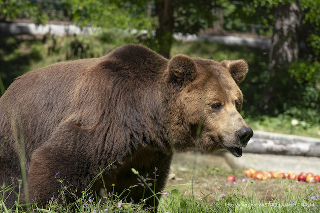 orso brumo
