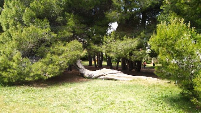 pino coricato pescara 2020