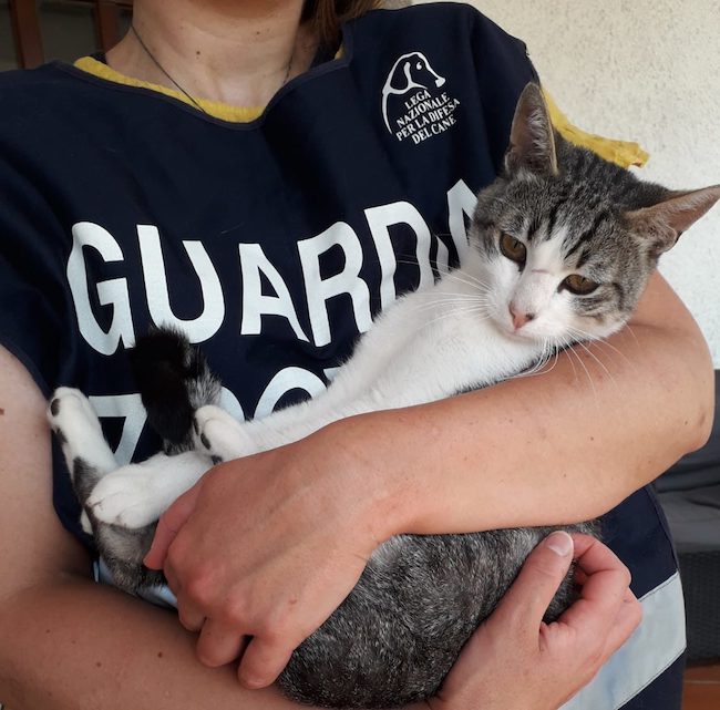 gatto salvato