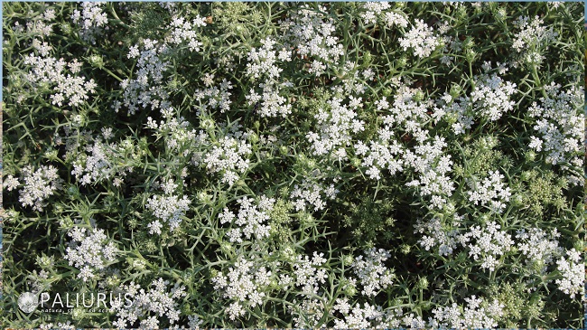 nord_pineto_giardino_botanico_naturale_2