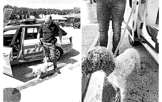 salvataggio cucciolo