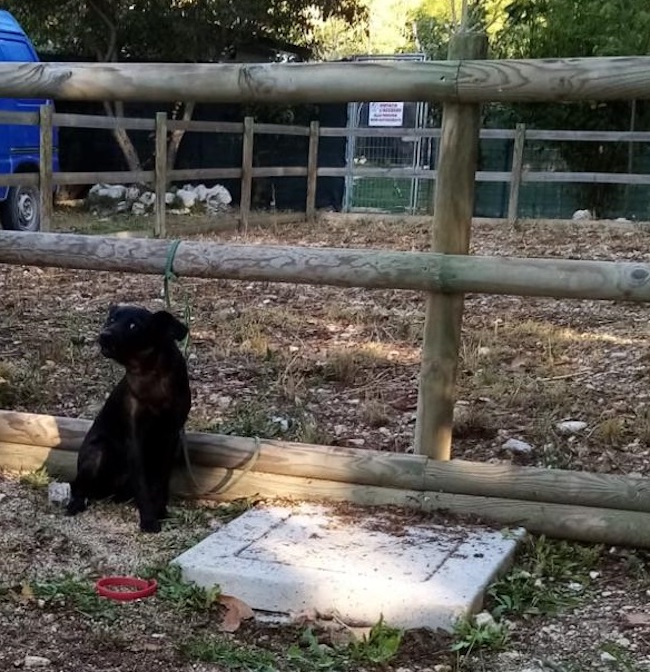 cagnolina abbandonata