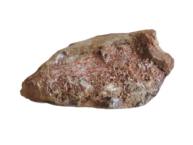 parte del fossile sottoposto a tac