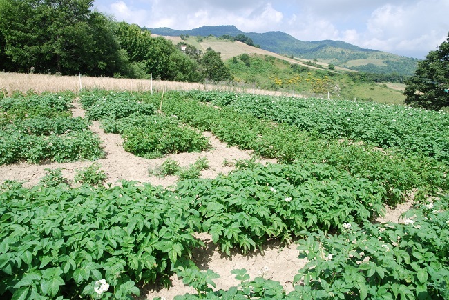 patata sessanta dei monti pizzi
