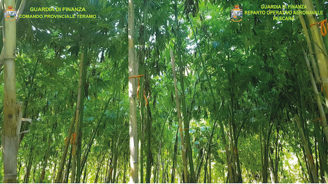 piantagioni marijuana