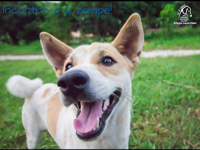 “Incontro a 6 Zampe”