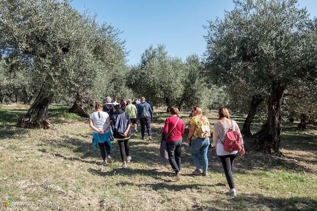 passeggiata olivi