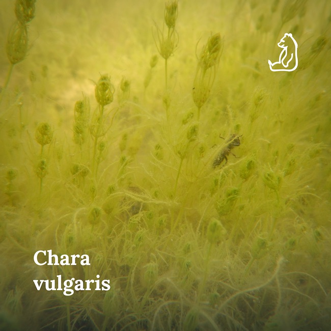 chara vulgaris