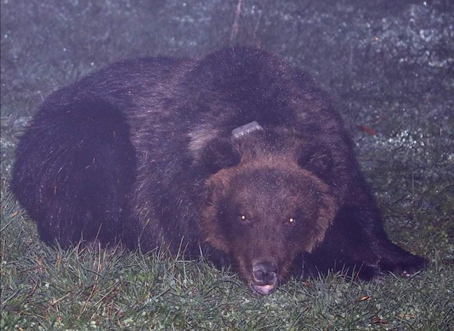 foto orsa peppina notturna
