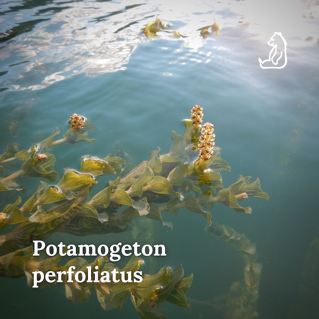 potamogeton perfoliatus