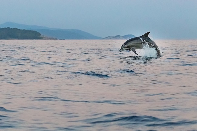 delfino mare adriatico