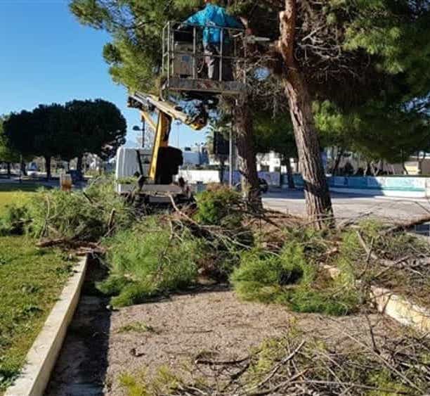 potatura alberi montesilvano