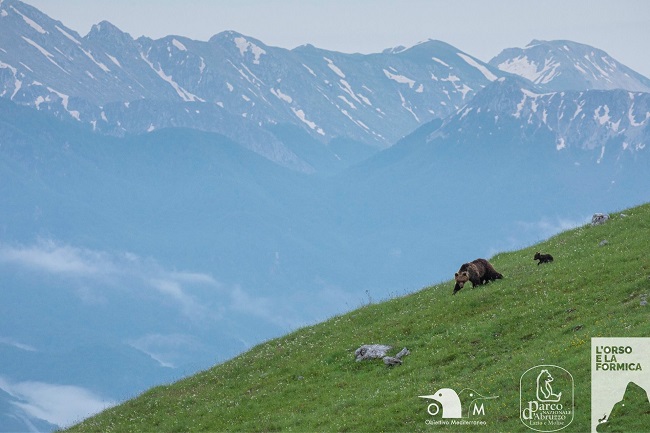 orso e formica