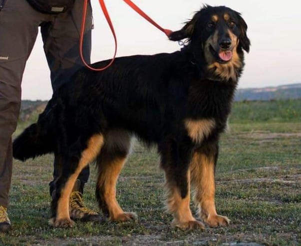 cane molecolare