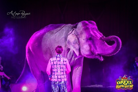 elefante circo